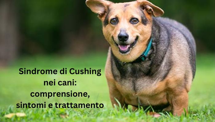 sindrome di cushing cane