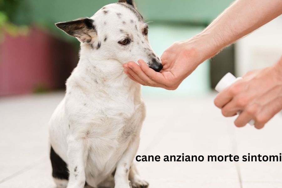 cane anziano morte sintomi