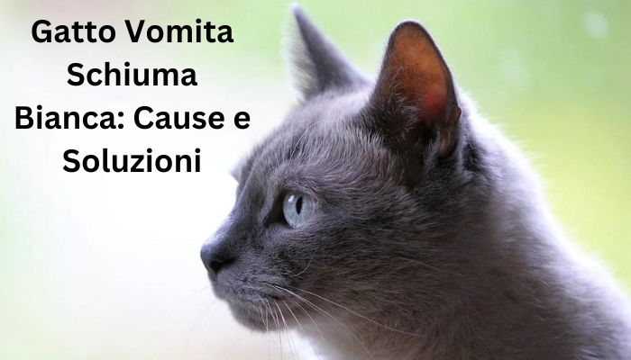 gatto vomita schiuma bianca