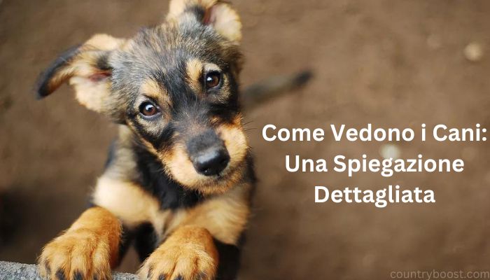 come vedono i cani