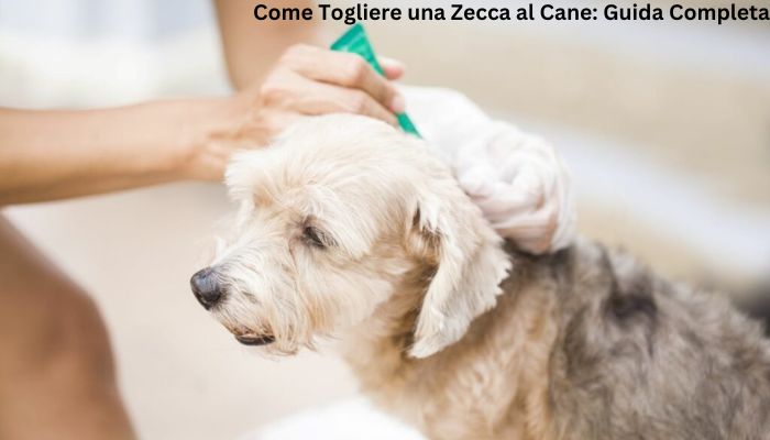 Come Togliere una Zecca al Cane