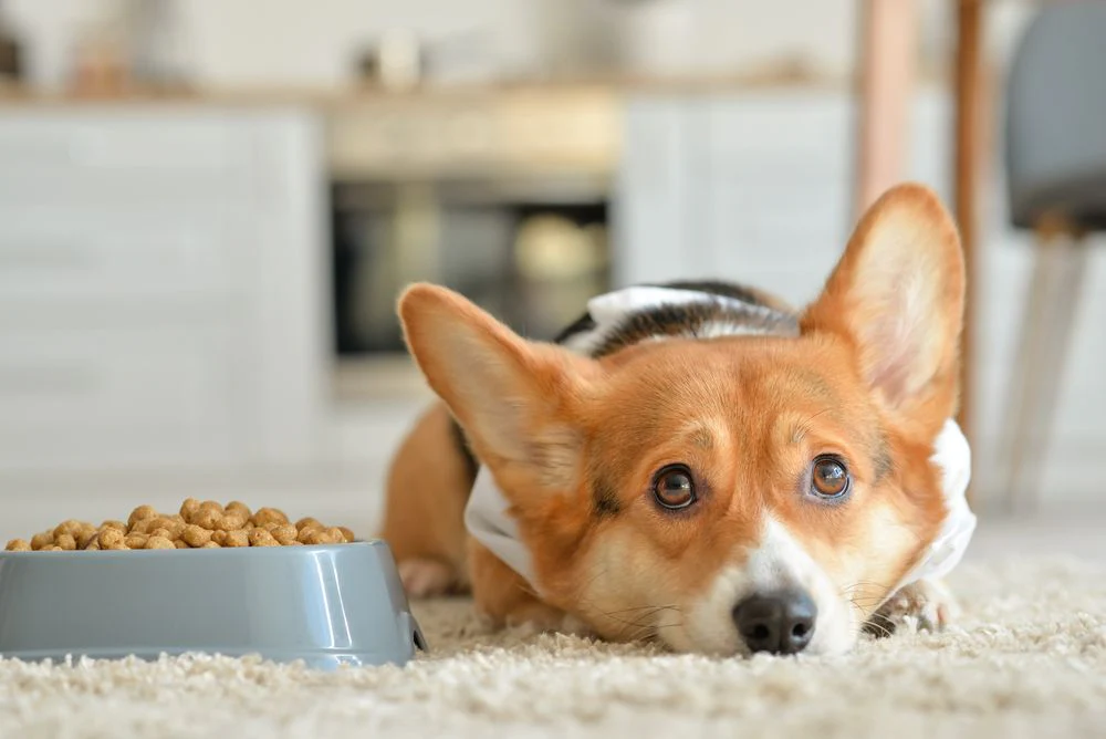 Le crocchette possono aiutare a combattere la dermatite del cane