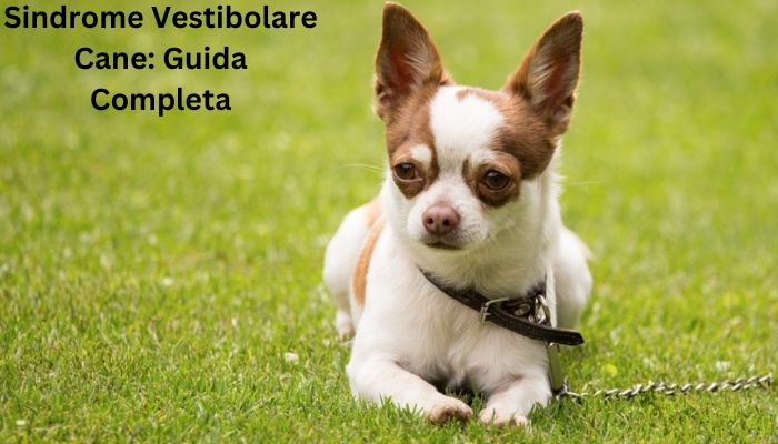 sindrome vestibolare cane