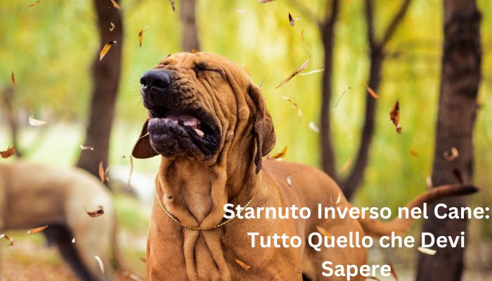 starnuto inverso cane