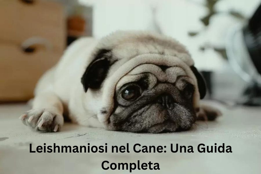 leishmaniosi cane